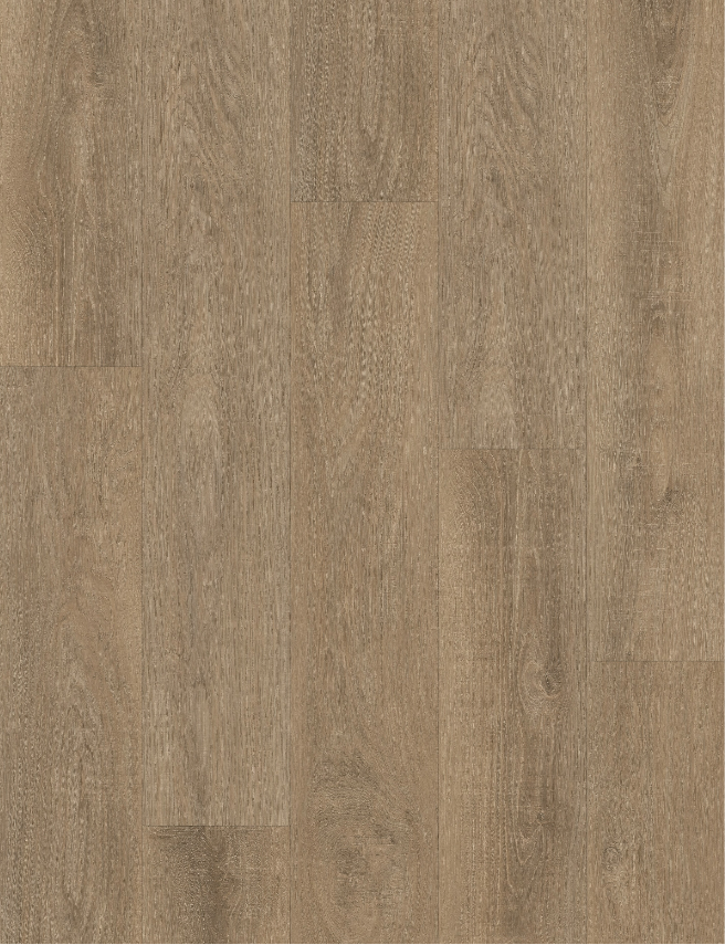 Sheoak