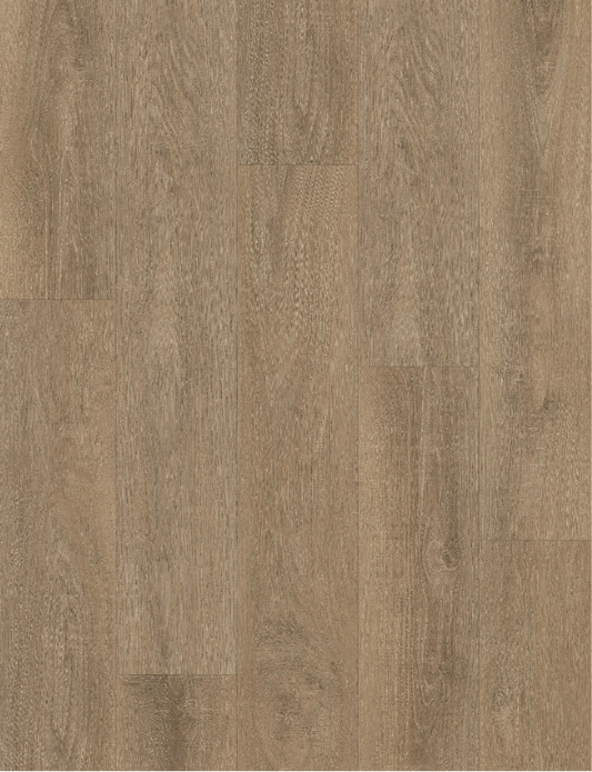 Sheoak